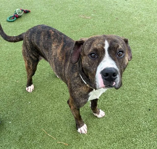 A young large-sized male Pit Bull Terrier dog named Apolo for adoption in Pasadena, TX