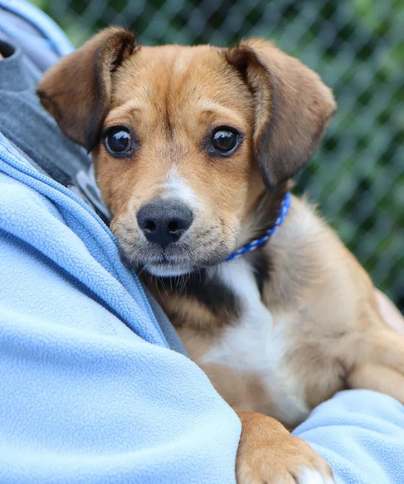 A baby medium-sized male Golden Dachshund dog named Gary for adoption in Kansas City, KS