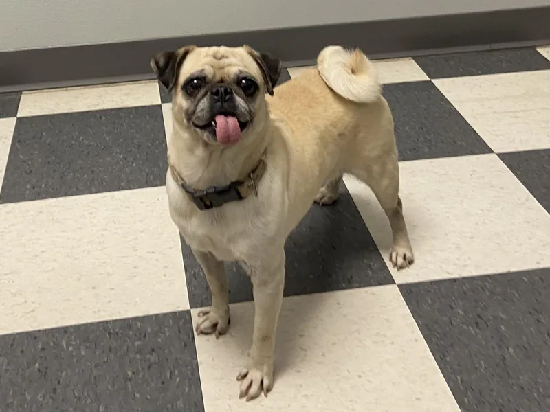 An adult small-sized female Apricot / Beige Pug dog named Rosebud for adoption in Newport Beach, CA