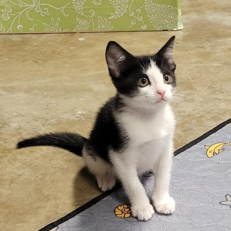 A baby small-sized male White Domestic Short Hair cat named Oreo for adoption in HERNANDO, MS