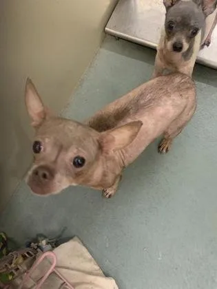 An adult small-sized female Chihuahua dog named Poblano for adoption in New Orleans, LA