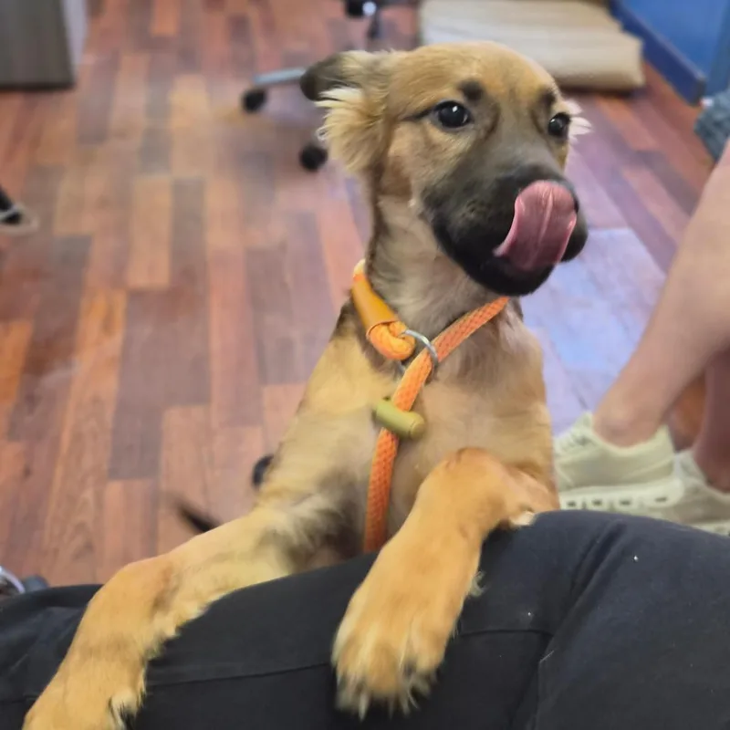 A baby small-sized male Catahoula Leopard Dog dog named Lima for adoption in Wahiawa, HI