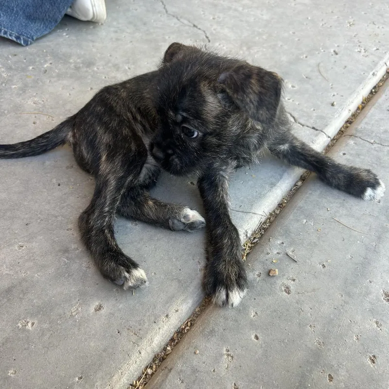 A baby small-sized female Brindle Terrier dog named Maya for adoption in Phoenix, AZ