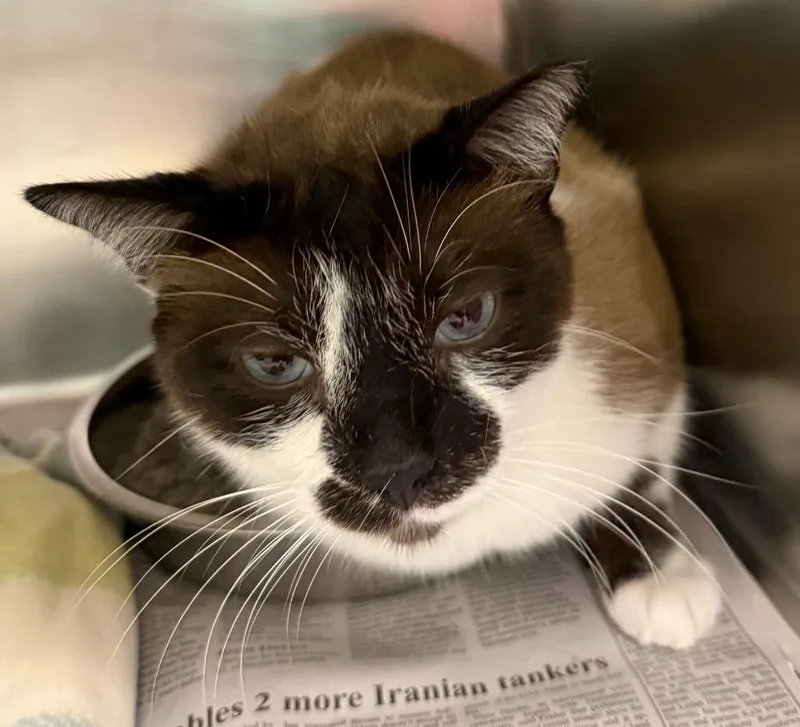 A young medium-sized male Siamese cat named Blue for adoption in Belton, TX