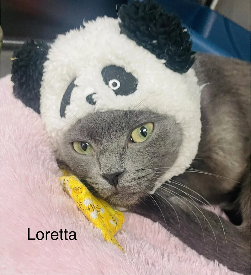 A young small-sized female Gray / Blue / Silver Domestic Short Hair cat named Loretta for adoption in Cincinnati, OH
