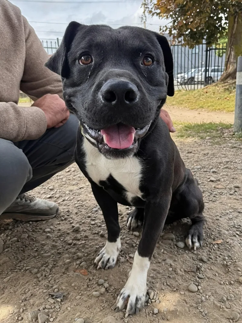 A young medium-sized male Black Pit Bull Terrier dog named Bootsy for adoption in Buffalo, NY