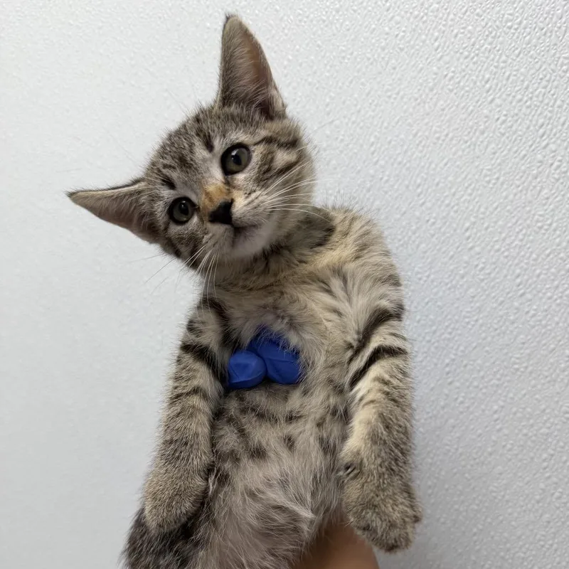 A baby small-sized female Brown / Chocolate Domestic Short Hair cat named Texas for adoption in Redwood City, CA