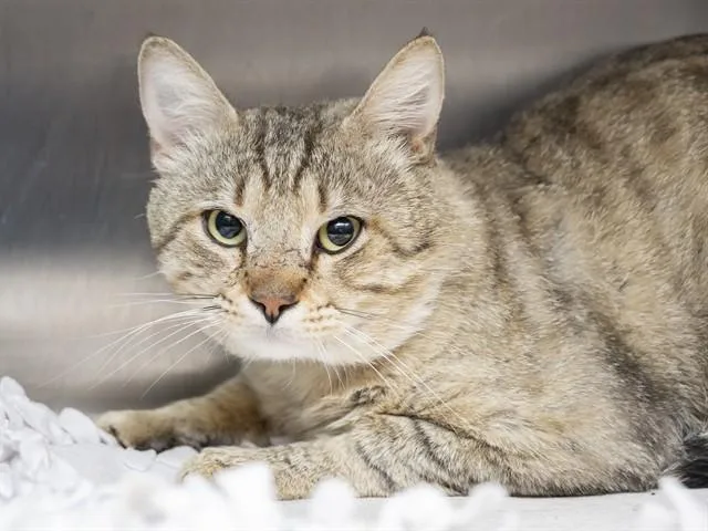 An adult medium-sized male Domestic Short Hair cat named Elmo for adoption in Phoenix, AZ