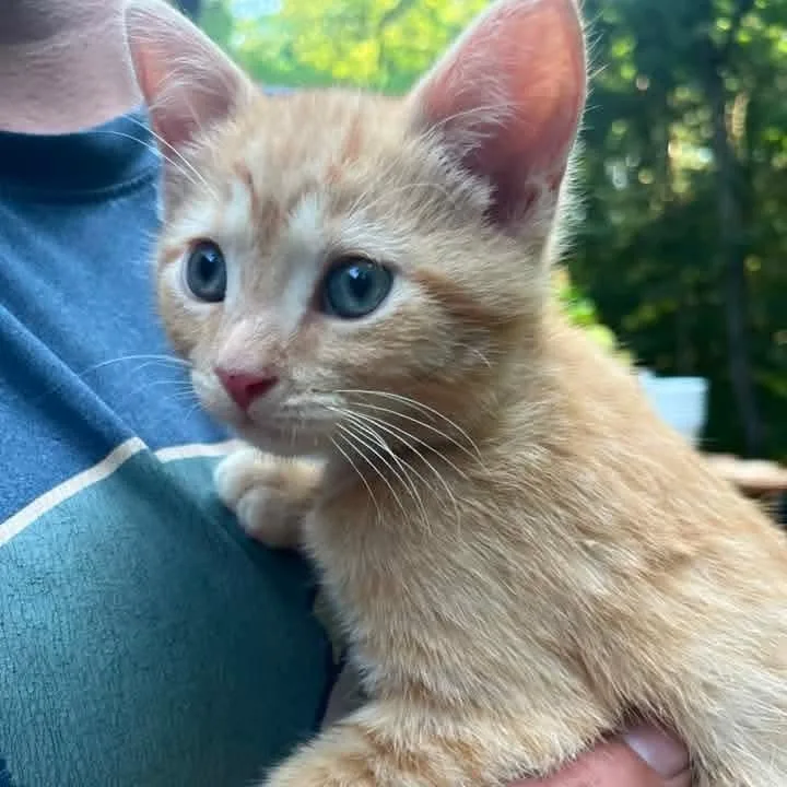 A baby medium-sized male Tabby (Orange / Red) Domestic Short Hair cat named Clunker for adoption in Kentwood, MI