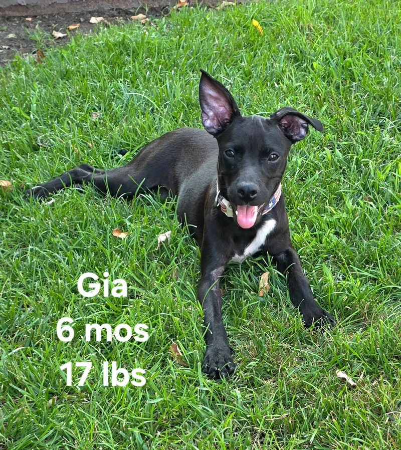 Gia