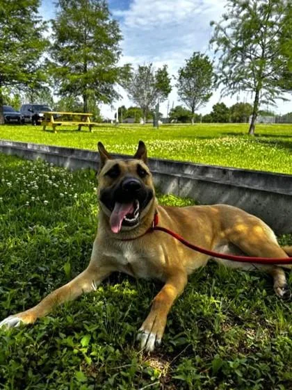 An adult large-sized female Mixed Breed dog named Toffee for adoption in New Orleans, LA