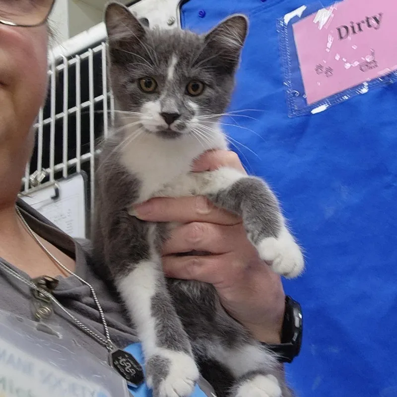 A baby small-sized male Gray / Blue / Silver Domestic Short Hair cat named Pong for adoption in Grand Rapids, MI