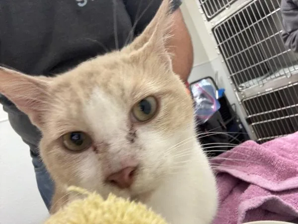 An adult medium-sized male Domestic Short Hair cat named Crush for adoption in Silverdale, WA
