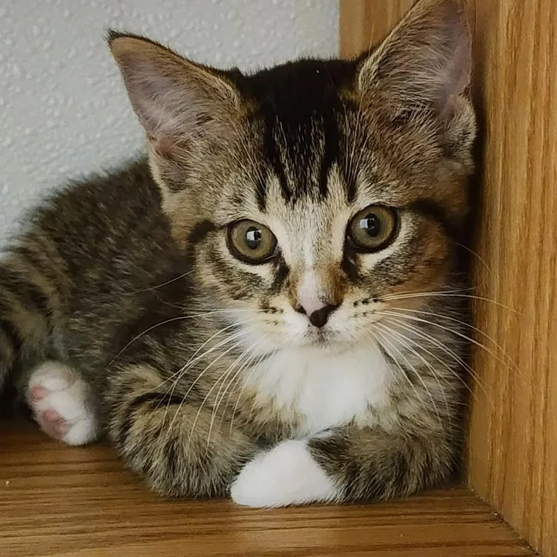 A baby small-sized female Brown / Chocolate Domestic Short Hair cat named Lemon for adoption in Shinnston, WV