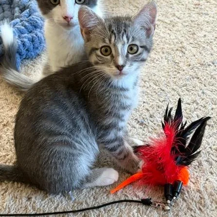 A baby small-sized male Gray / Blue / Silver Domestic Medium Hair cat named Gaels for adoption in Winston Salem, NC