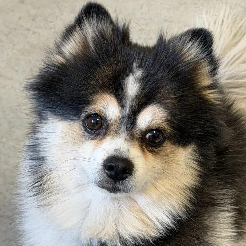An adult small-sized female Black Pomeranian dog named Peppa for adoption in Rifle, CO