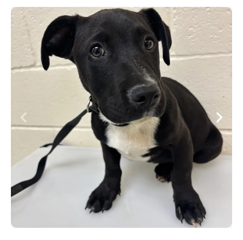 A baby medium-sized male Black Labrador Retriever dog named Smore for adoption in Brentwood, TN