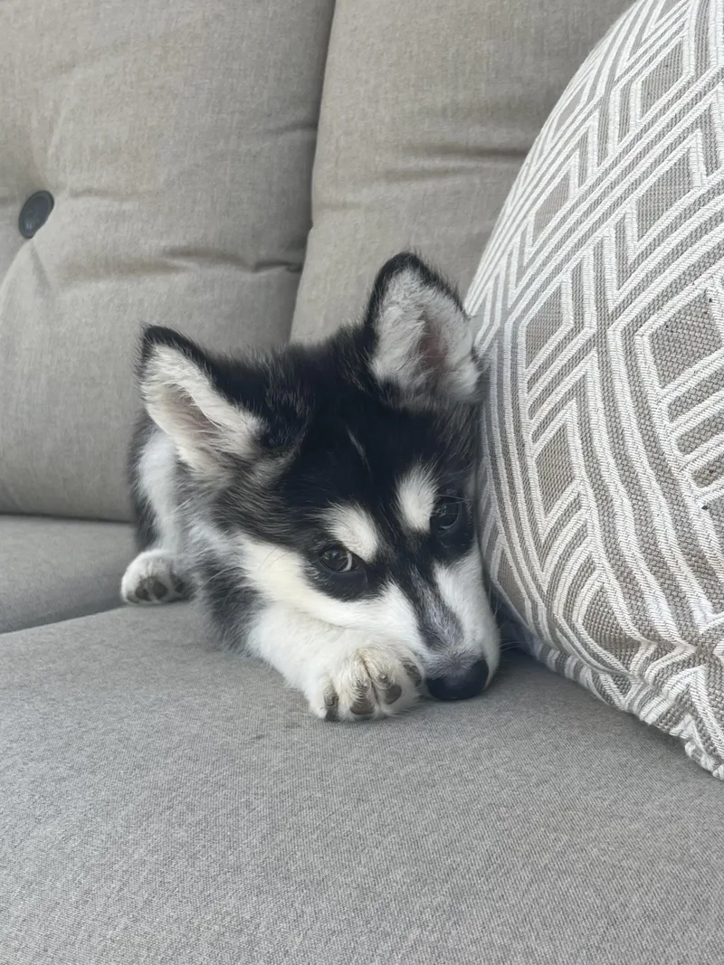 A baby medium-sized male Husky dog named Heihei for adoption in Sumter, SC