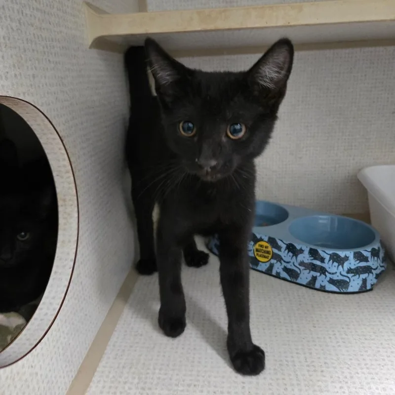 A baby medium-sized male Black Domestic Short Hair cat named Beetle for adoption in Graham, TX