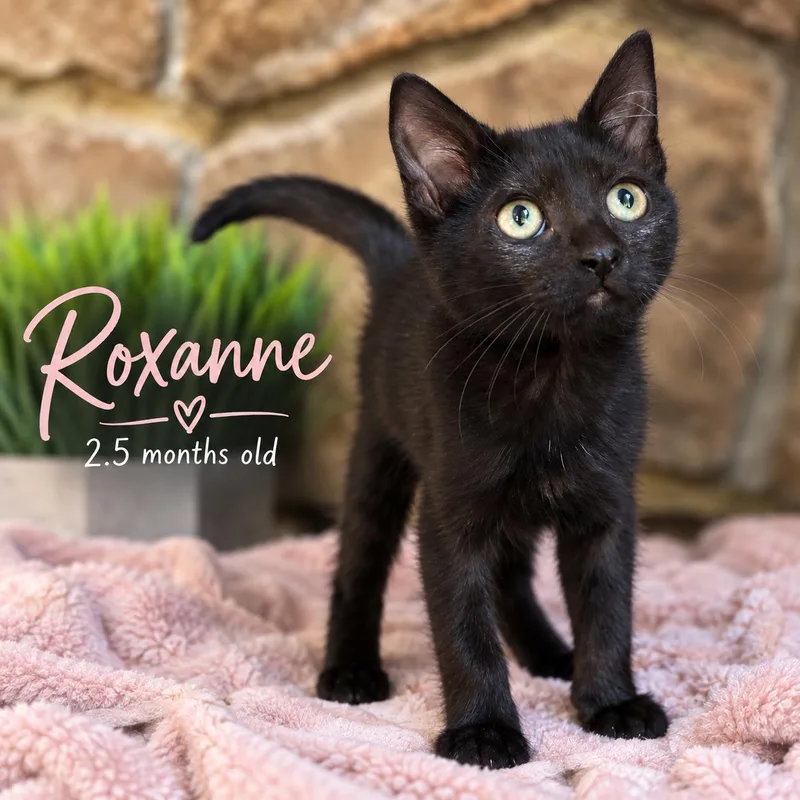 Roxanne thumbnail 3