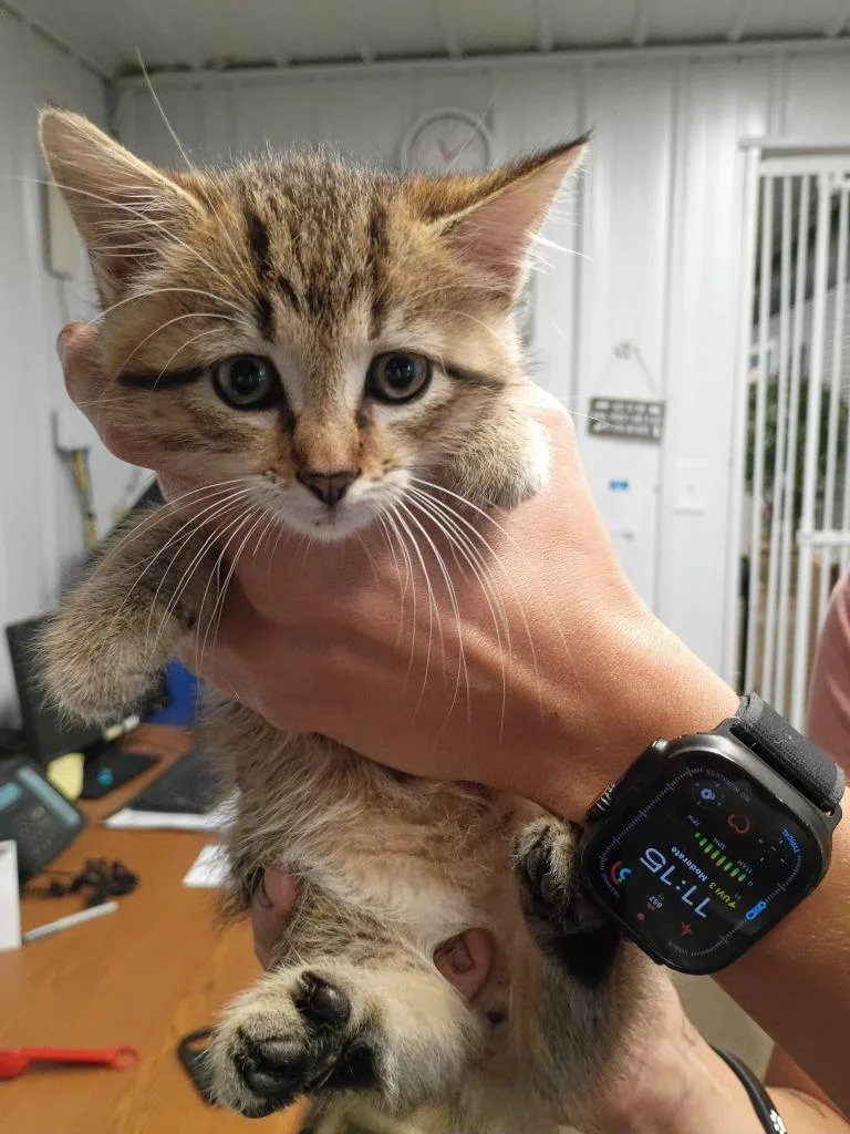 A baby small-sized male Domestic Short Hair cat named Sweet Habanaro for adoption in Pierceton, IN
