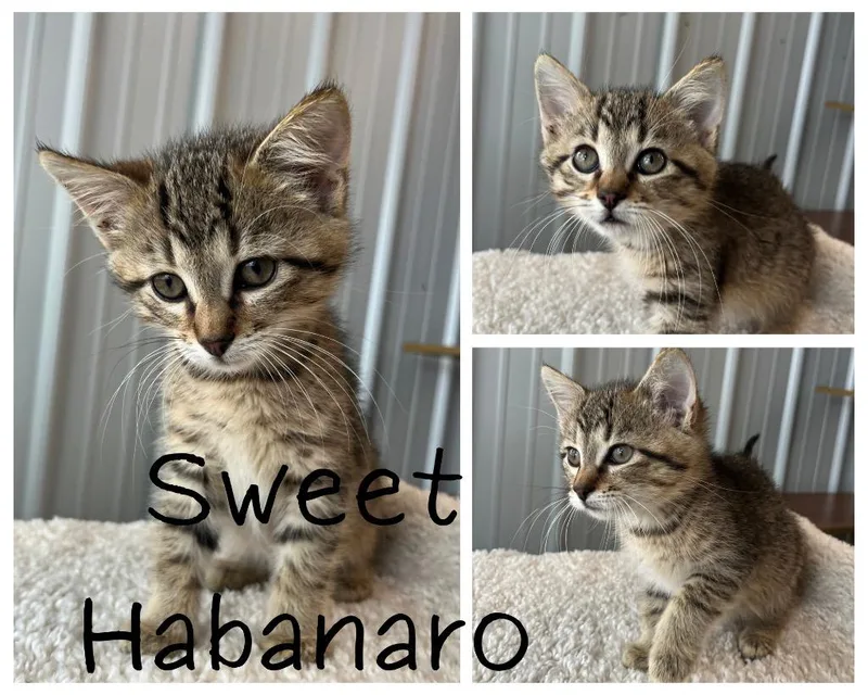 Sweet Habanaro thumbnail 3