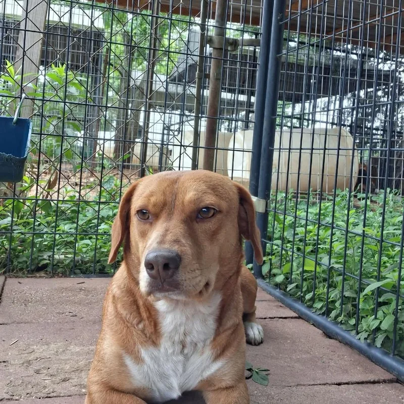 A young medium-sized female Yellow / Tan / Blond / Fawn Mixed Breed dog named Little Bit for adoption in Alexandria, VA