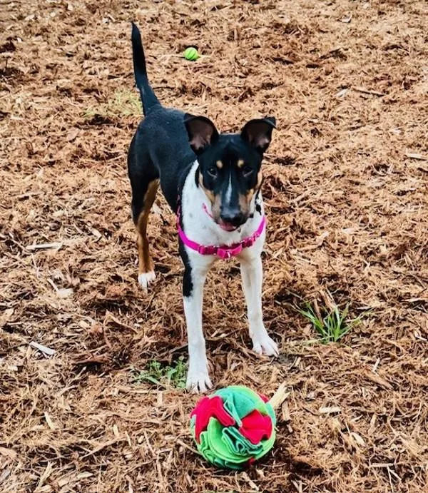 A young medium-sized male Bull Terrier dog named Denim for adoption in San Diego, CA