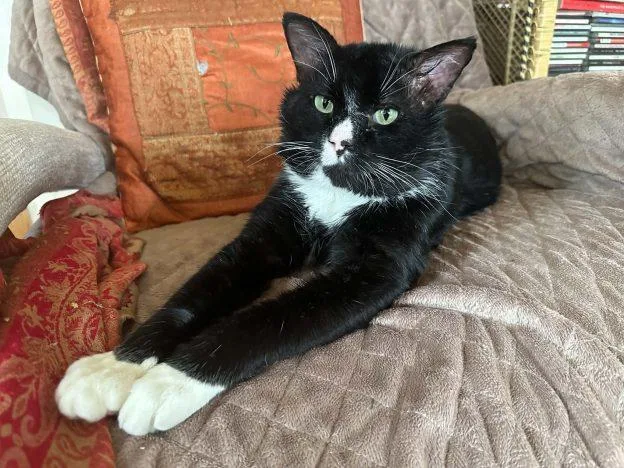 An adult large-sized male Domestic Short Hair cat named Mosley for adoption in Anchorage, AK