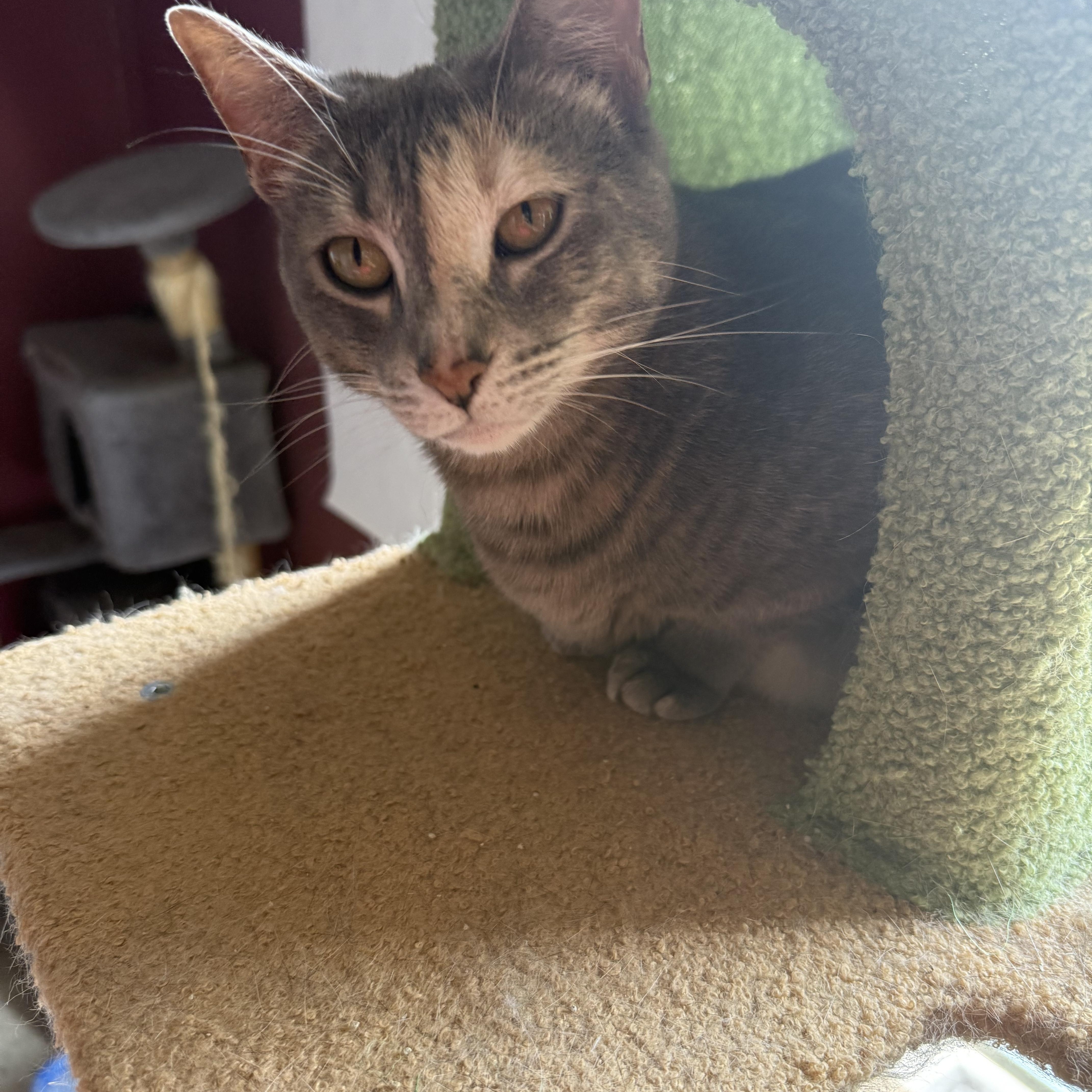 Mama Honeylourdes thumbnail 3