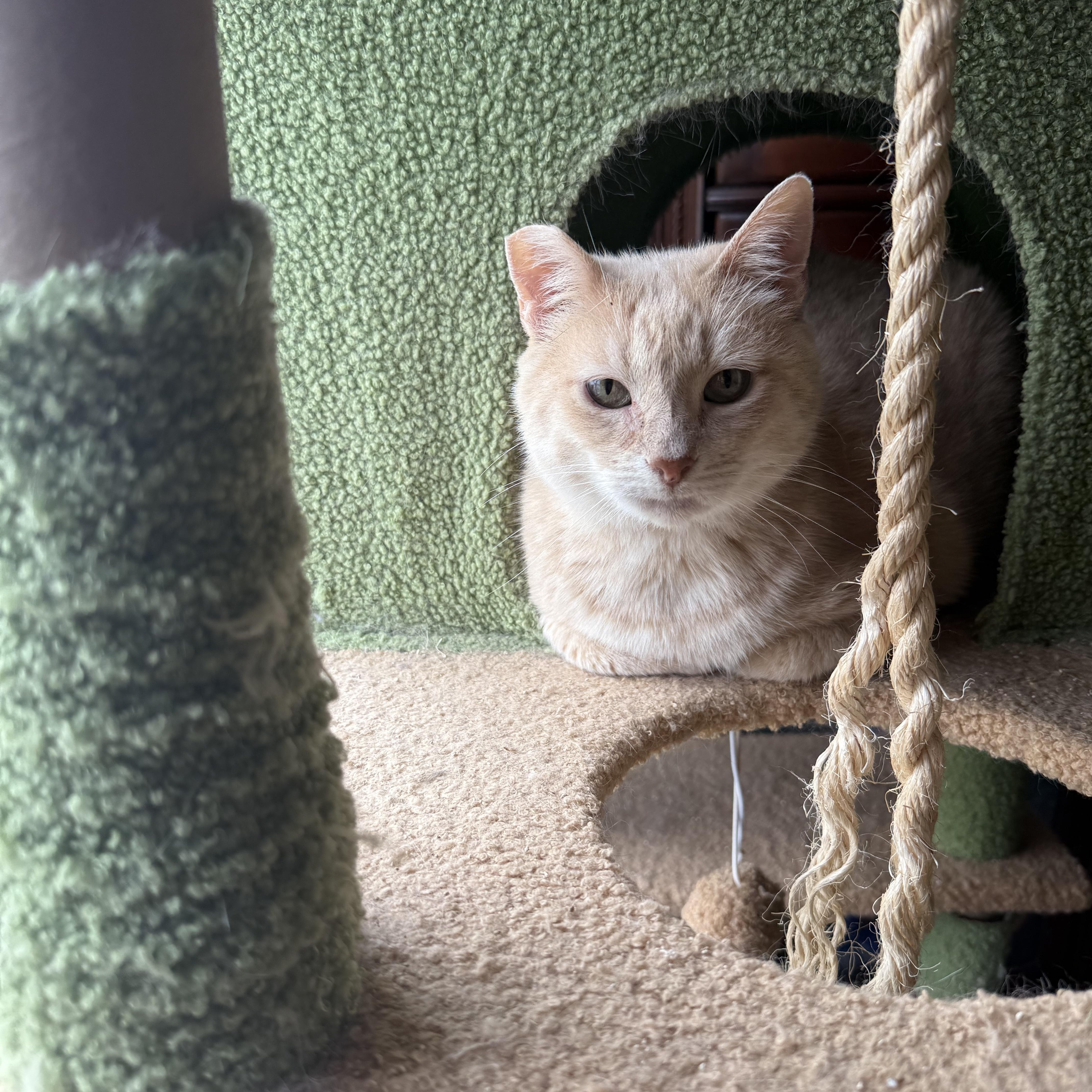 Mama Honeylourdes thumbnail 4