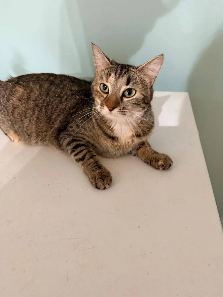A young small-sized female Domestic Short Hair cat named Simmie for adoption in Bloomington, IN