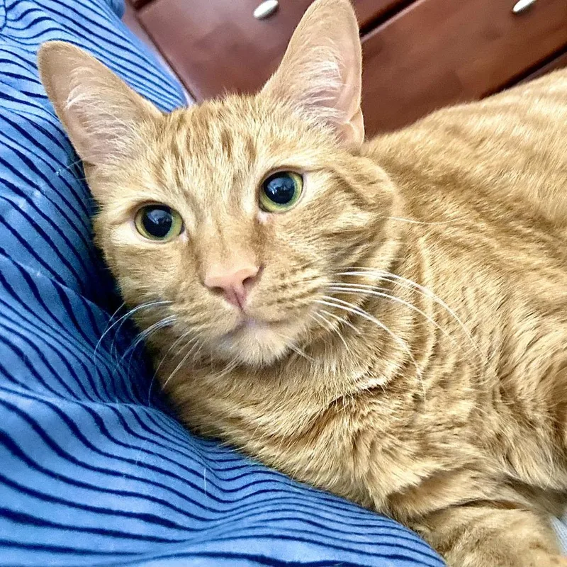 An adult extra large-sized male Orange / Red Domestic Short Hair cat named Simba for adoption in Deerfield, IL