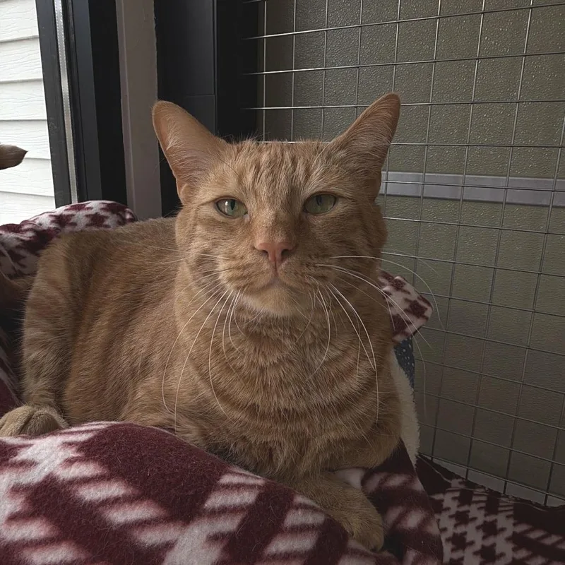 Simba thumbnail 2