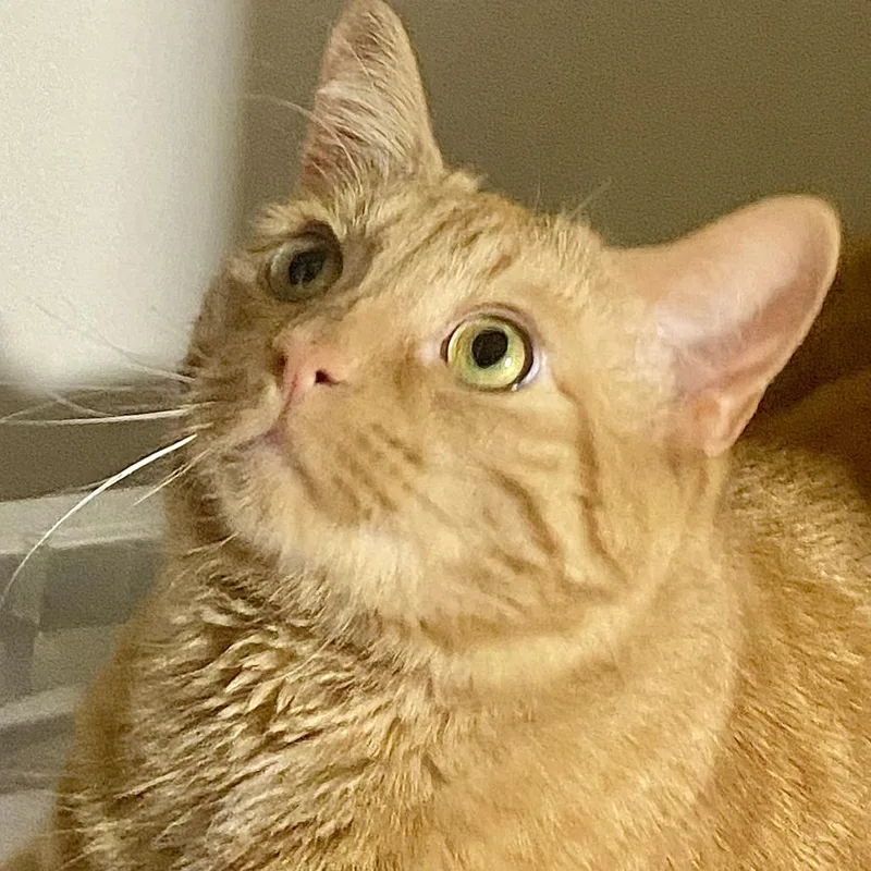 Simba thumbnail 3