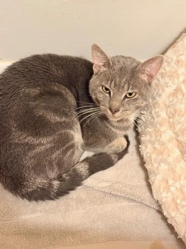 A young medium-sized male Tabby (Gray / Blue / Silver) Domestic Short Hair cat named Lincoln for adoption in Colmar, PA