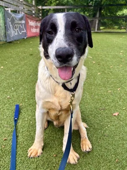 An adult medium-sized male Mixed Breed dog named Jase for adoption in West Chester, PA