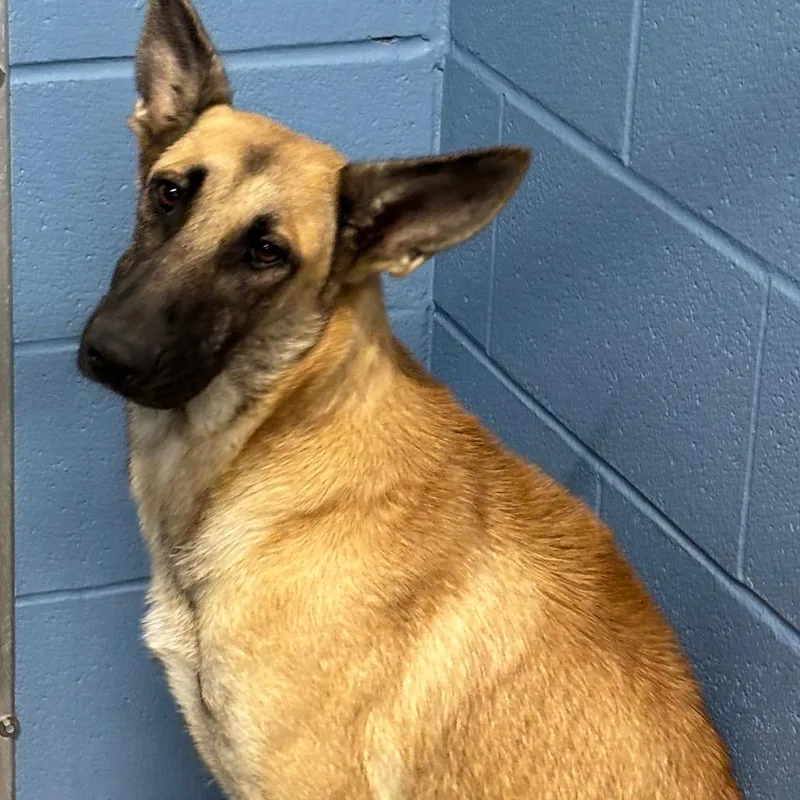 A young medium-sized male Shepherd dog named Hazel for adoption in Portland, TX