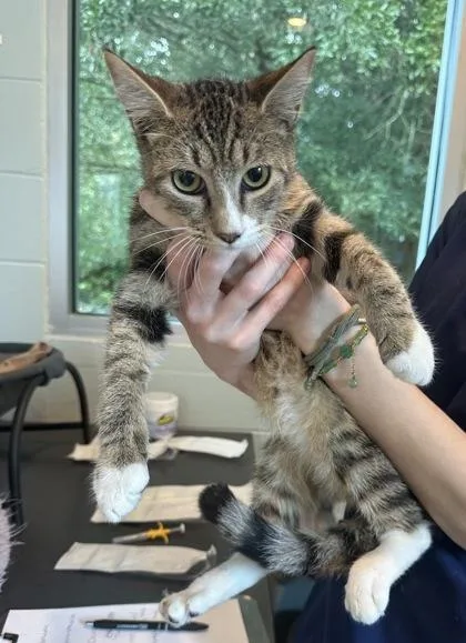 A baby small-sized male Domestic Short Hair cat named Houdini for adoption in Palm Coast, FL