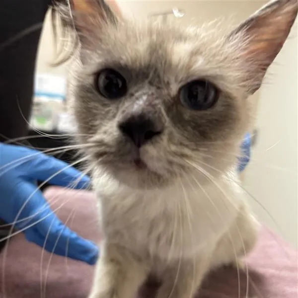 An adult medium-sized female Brown / Chocolate Domestic Medium Hair cat named Crystal for adoption in Tempe, AZ
