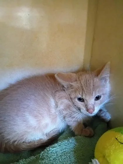 A young small-sized female Domestic Short Hair cat named Miss. Scarlett for adoption in Beatrice, NE