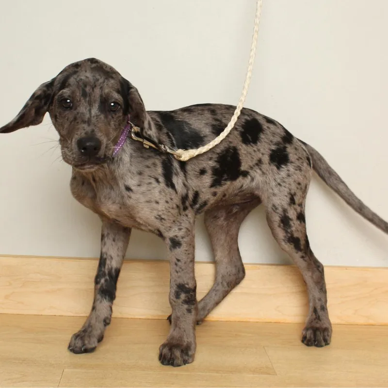 A baby medium-sized male Gray / Blue / Silver Catahoula Leopard Dog dog named Speckles D for adoption in Minnetonka, MN
