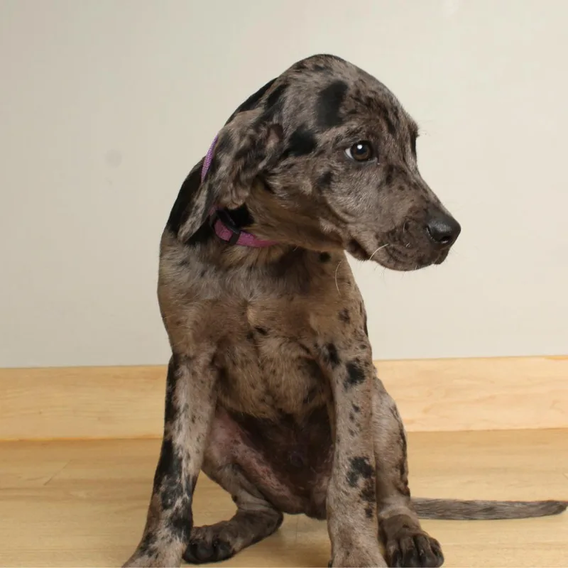 Speckles D thumbnail 2