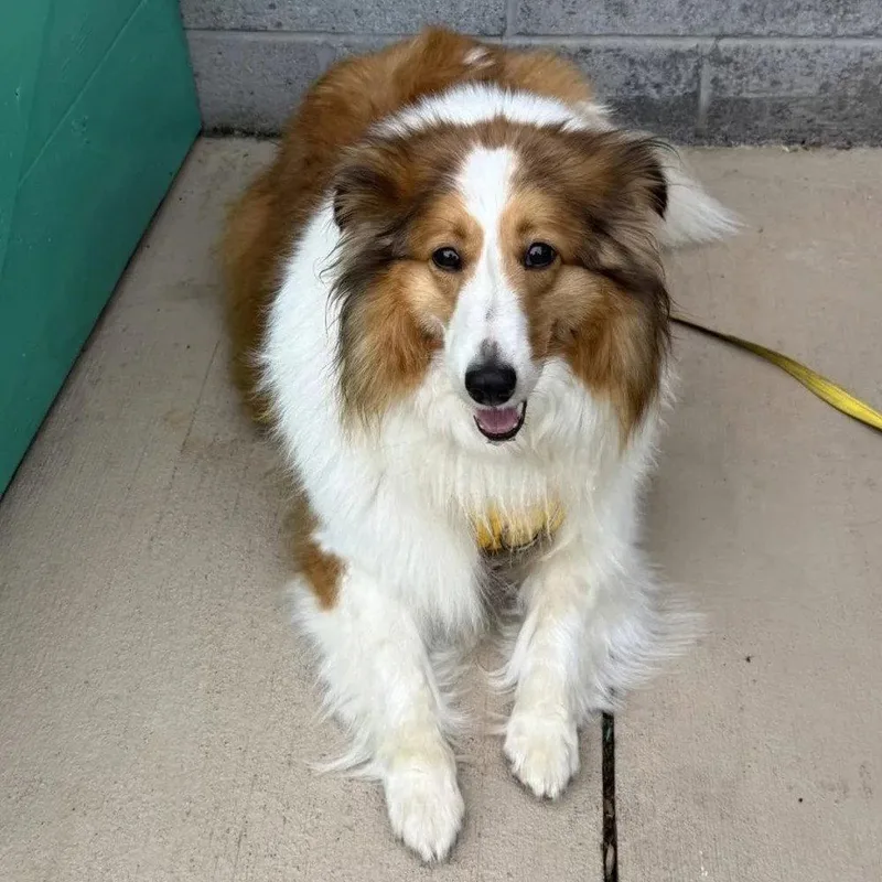 An adult medium-sized female Shetland Sheepdog / Sheltie dog named Sadie Grace for adoption in Dublin, OH