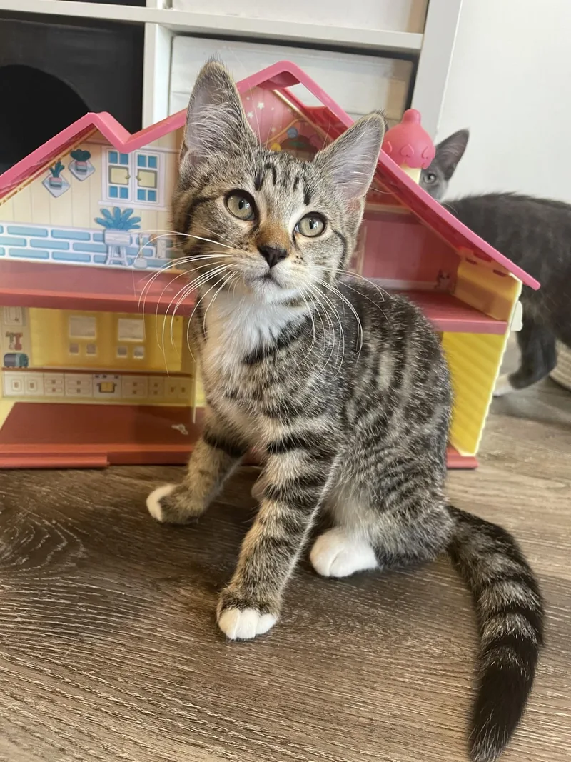 A baby medium-sized female Tabby (Brown / Chocolate) Domestic Short Hair cat named Penelope for adoption in Puyallup, WA