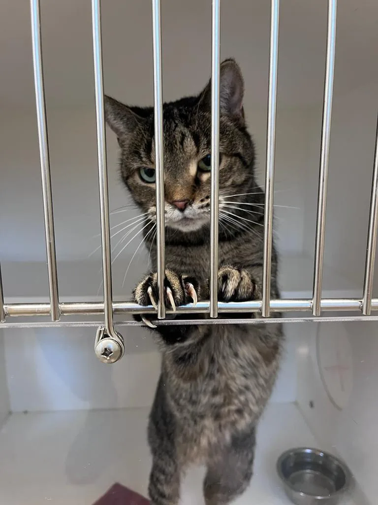 An adult small-sized female Domestic Short Hair cat named Sissy for adoption in Greenfield, IN