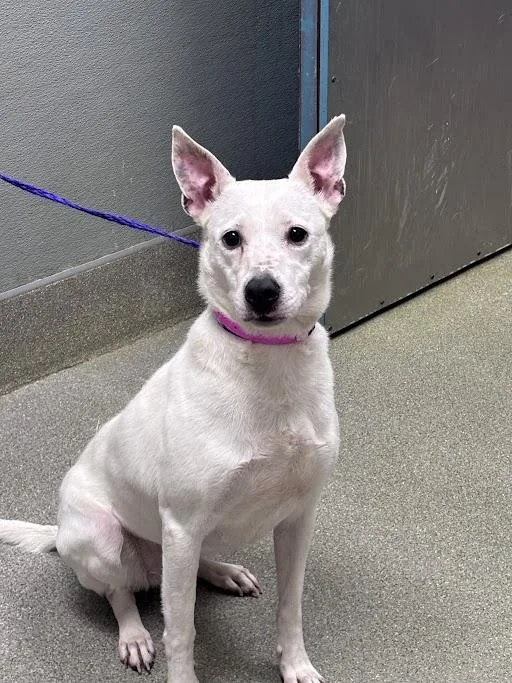 An adult medium-sized female Labrador Retriever dog named Jewel for adoption in Las Vegas, NV