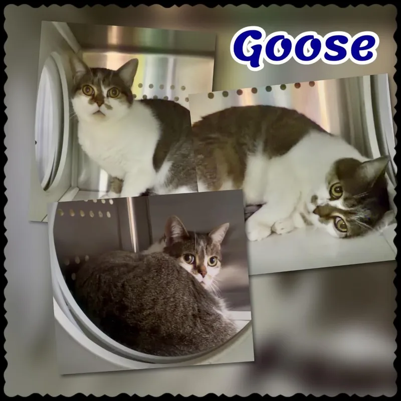 An adult medium-sized male Scottish Fold cat named Goose for adoption in Blountville, TN