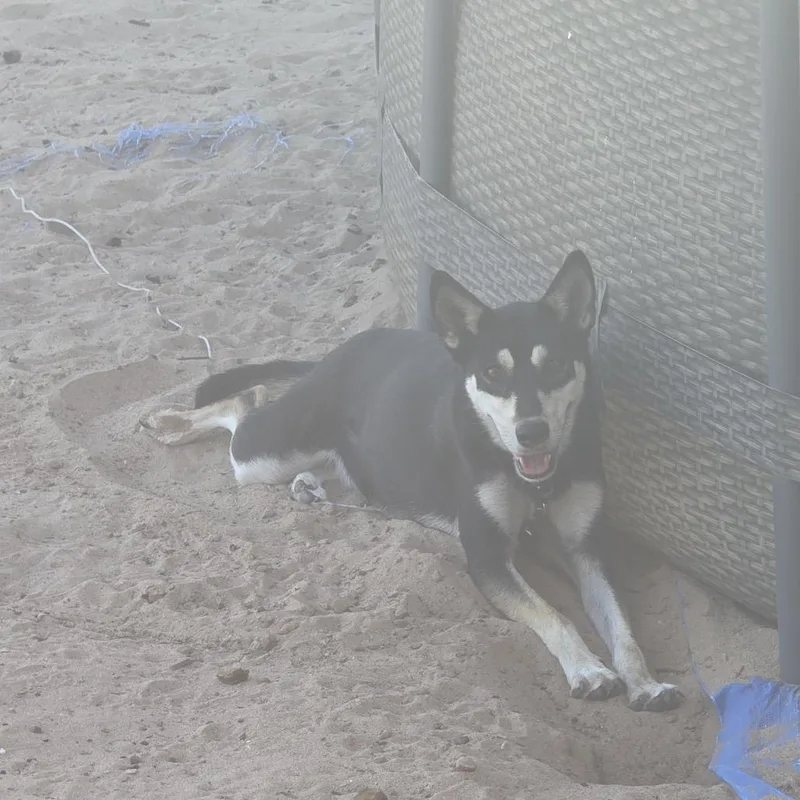 Bella thumbnail 2