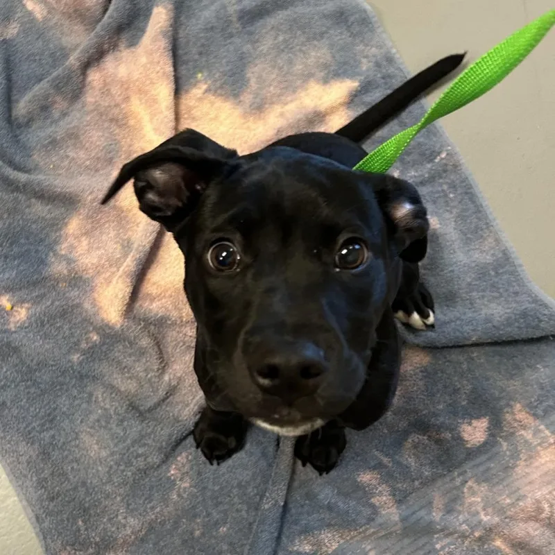 A baby small-sized female Black Mixed Breed dog named Zoomie for adoption in Asheville, NC
